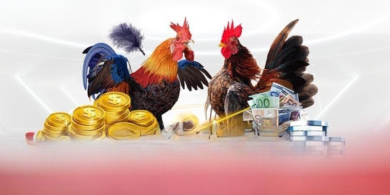 5 loai hinh choi ga ee88 an khach 5 loại hình chọi gà EE88 ăn khách