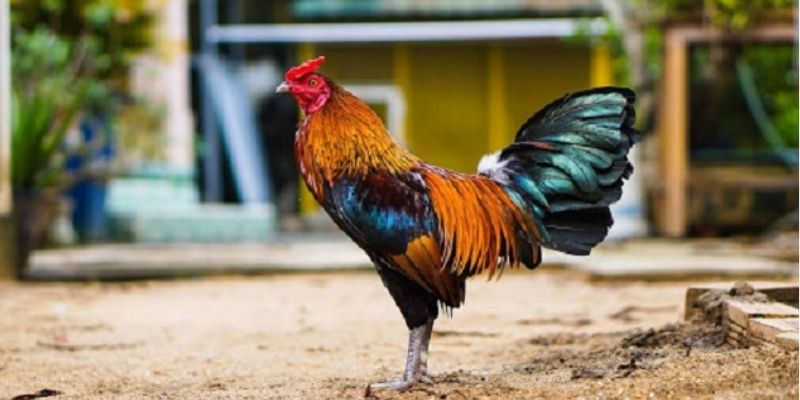 Chơi gà đá cựa sắc cần phải có chiến thuật kỹ càng