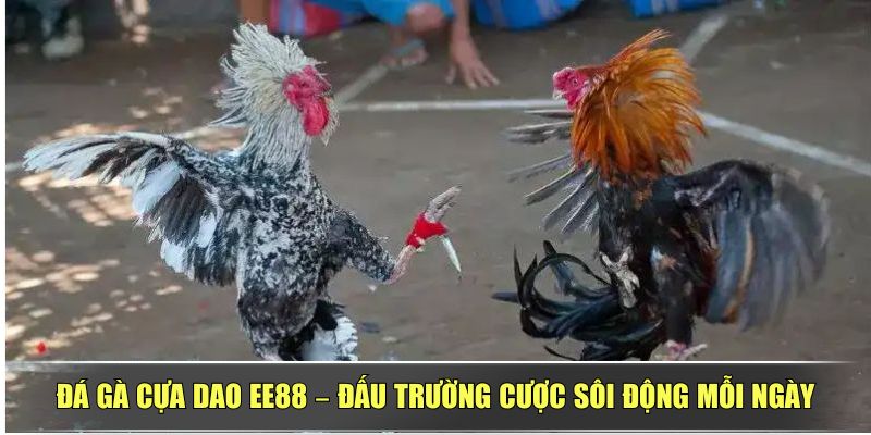 Đá Gà Cựa Dao EE88 – Đấu Trường Cược Sôi Động Mỗi Ngày