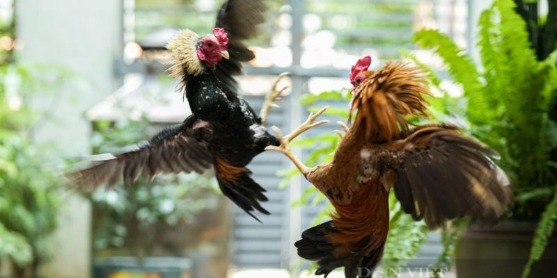 da ga tre la mon choi doi hoi tu duy va ban linh Đá gà tre là môn chơi đòi hỏi tư duy và bản lĩnh