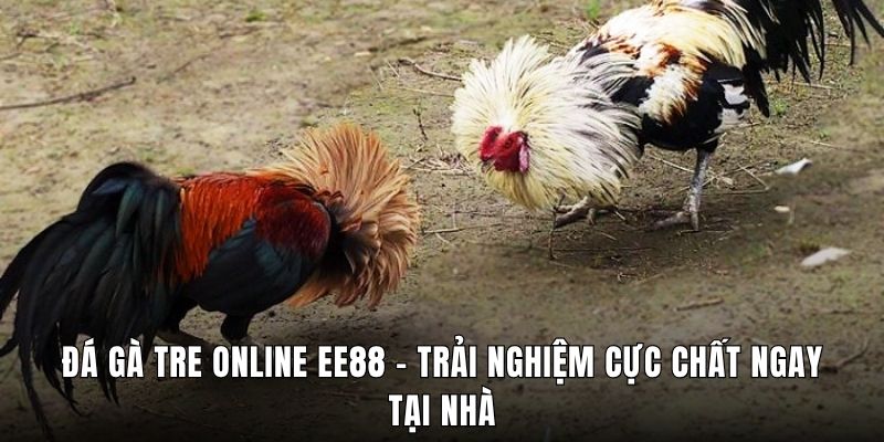 Đá Gà Tre Online EE88 – Trải Nghiệm Cực Chất Ngay Tại Nhà