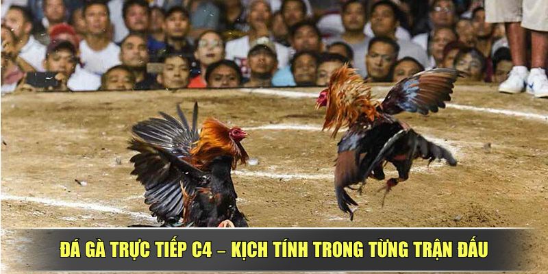 Đá Gà Trực Tiếp C4 – Kịch Tính Trong Từng Trận Đấu