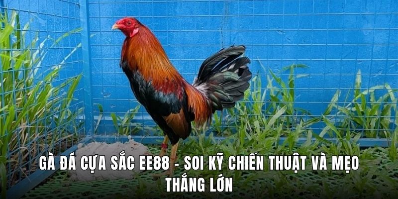 Gà Đá Cựa Sắc EE88 - Soi Kỹ Chiến Thuật Và Mẹo Thắng Lớn