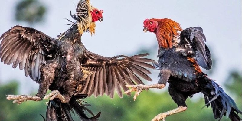 he thong so huu nhieu hinh thuc cuoc hap dan Hệ thống sở hữu nhiều hình thức cược hấp dẫn