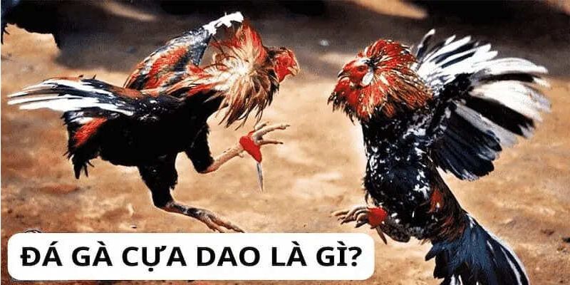 hinh thuc da ga cua dao tai ee88 rat kich tinh Hình thức đá gà cựa dao tại EE88 rất kịch tính