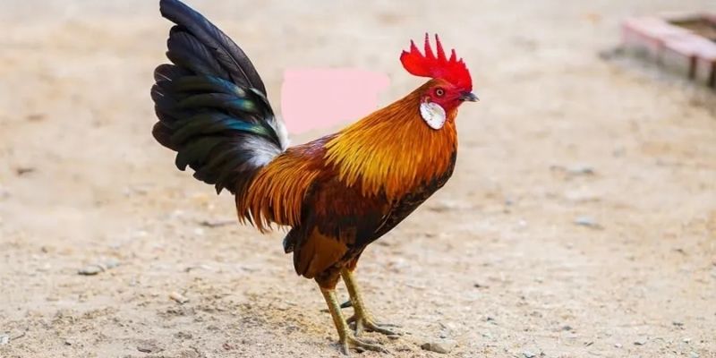 Kỹ thuật chọn chiến kê quyết định phần lớn kết quả