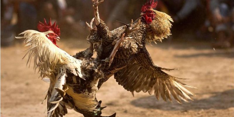 nhung meo choi da ga truc tiep c4 cuc hieu qua Những mẹo chơi đá gà trực tiếp C4 cực hiệu quả