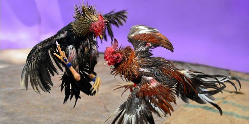 thu thuat da ga hay ho cho tan thu ee88 Thủ thuật đá gà hay ho cho tân thủ EE88